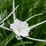 Flower Names in Japanese: A Blossoming Guide to Flora and Culture 16 Spider Lily