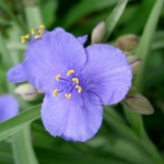 50 Beautiful Flowers Name in Urdu and English Pronunciation with Pictures 99 Spiderwort
