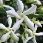 100 Flower names in Sanskrit, English and Hindi With Pictures 54 Star Jasmine
