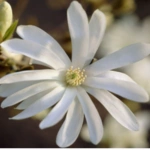 100 Flower names in Sanskrit, English and Hindi With Pictures 66 Star Magnolia
