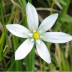 50 Beautiful Flowers Name in Urdu and English Pronunciation with Pictures 66 Star of Bethlehem