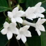 List of 50+ Flowers name in Marathi, English and Hindi With Pictures 65 Stephanotis