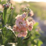 List of 50+ Flowers name in Marathi, English and Hindi With Pictures 66 Stock Flower