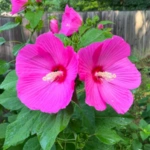 Swamp Rose Mallow