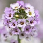 Sweet Alyssum