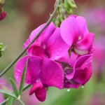 List of 50+ Flowers name in Marathi, English and Hindi With Pictures 37 Sweet Pea
