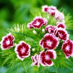 100 Flower names in Sanskrit, English and Hindi With Pictures 47 Sweet William