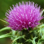 100 Flower names in Sanskrit, English and Hindi With Pictures 99 Thistle