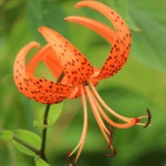 Tiger Lily