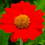 50 Beautiful Flowers Name in Urdu and English Pronunciation with Pictures 86 Tithonia