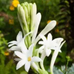 Tuberose (Rajnigandha)