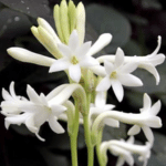 Introducing 60+ Unique flowers name in Gujarati 46 Tuberose