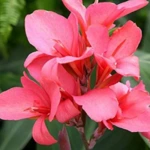 Introducing 60+ Unique flowers name in Gujarati 49 Canna