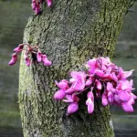 Judas Tree