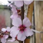 Almond Blossom