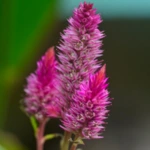 Introducing 60+ Unique flowers name in Gujarati 50 Celosia
