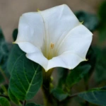 Introducing 60+ Unique flowers name in Gujarati 56 Datura