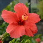 List of 50+ Flowers name in Marathi, English and Hindi With Pictures 5 Hibiscus