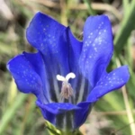 Introducing 60+ Unique flowers name in Gujarati 58 Gentian