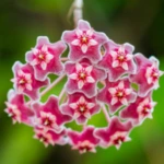 Introducing 60+ Unique flowers name in Gujarati 63 Hoya