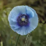 Himalayan Poppy
