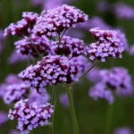 100 Flower names in Sanskrit, English and Hindi With Pictures 48 Verbena