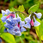 100 Flower names in Sanskrit, English and Hindi With Pictures 88 Virginia Bluebells