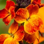 100 Flower names in Sanskrit, English and Hindi With Pictures 95 Wallflower