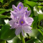 50 Beautiful Flowers Name in Urdu and English Pronunciation with Pictures 96 Water Hyacinth