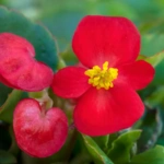 Wax Begonia