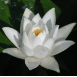 List of 50+ Flowers name in Marathi, English and Hindi With Pictures 21 Water Lily