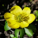 Winter Aconite