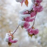50 Beautiful Flowers Name in Urdu and English Pronunciation with Pictures 67 Winter Cherry