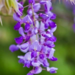 Flower Names in Japanese: A Blossoming Guide to Flora and Culture 12 Wisteria