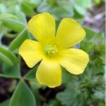 50 Beautiful Flowers Name in Urdu and English Pronunciation with Pictures 68 Wood Sorre