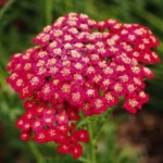 Yarrow