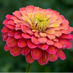 List of 50+ Flowers name in Marathi, English and Hindi With Pictures 24 Zinnia