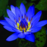 List of 50+ Flowers name in Marathi, English and Hindi With Pictures 31 blue lotus