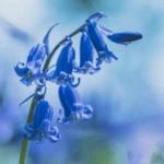 List of 50+ Flowers name in Marathi, English and Hindi With Pictures 15 bluebell