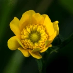 List of 50+ Flowers name in Marathi, English and Hindi With Pictures 29 buttercup