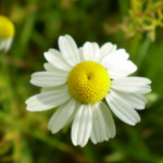 Introducing 60+ Unique flowers name in Gujarati 16 chamomile