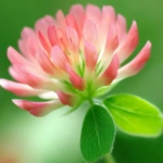List of 50+ Flowers name in Marathi, English and Hindi With Pictures 44 clover