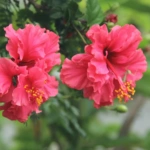 Hibiscus