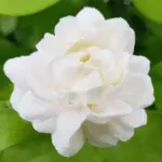 100 Flower names in Sanskrit, English and Hindi With Pictures 3 Jasmeen