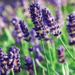List of 50+ Flowers name in Marathi, English and Hindi With Pictures 10 Lavender