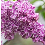 List of 50+ Flowers name in Marathi, English and Hindi With Pictures 27 Lilac