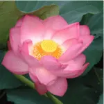 List of 50+ Flowers name in Marathi, English and Hindi With Pictures 2 lotus