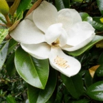 List of 50+ Flowers name in Marathi, English and Hindi With Pictures 12 magnolia
