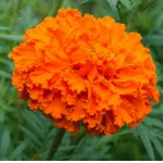 List of 50+ Flowers name in Marathi, English and Hindi With Pictures 6 Marigold