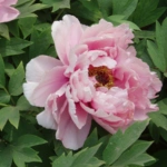 Introducing 60+ Unique flowers name in Gujarati 21 peony